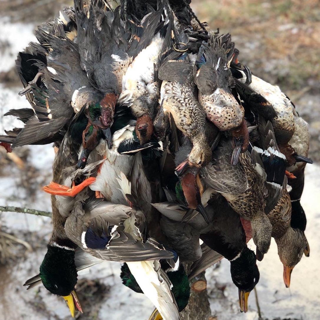 Collection of hunted ducks on a branch with a natural background