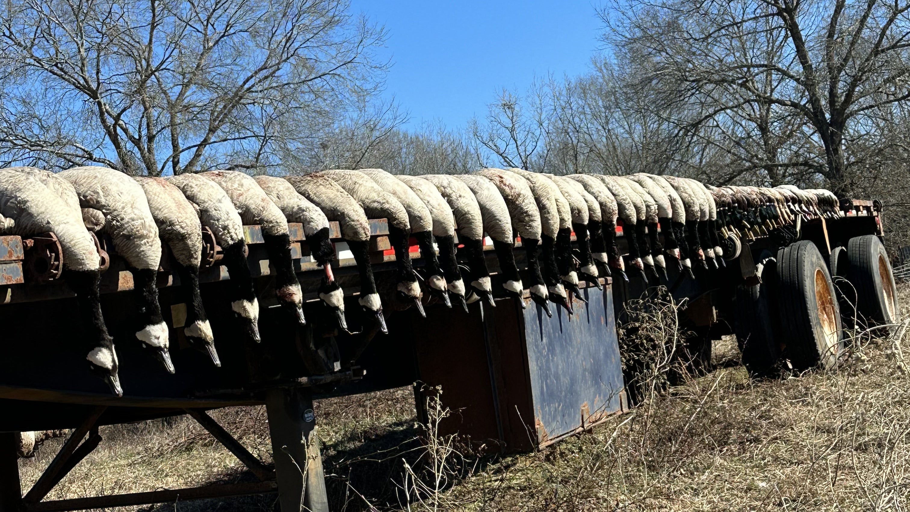 Group of hunted goose on a trailer. Guided waterfowl hunts, goose hunting, northeast Texas and Southeast Oklahoma
