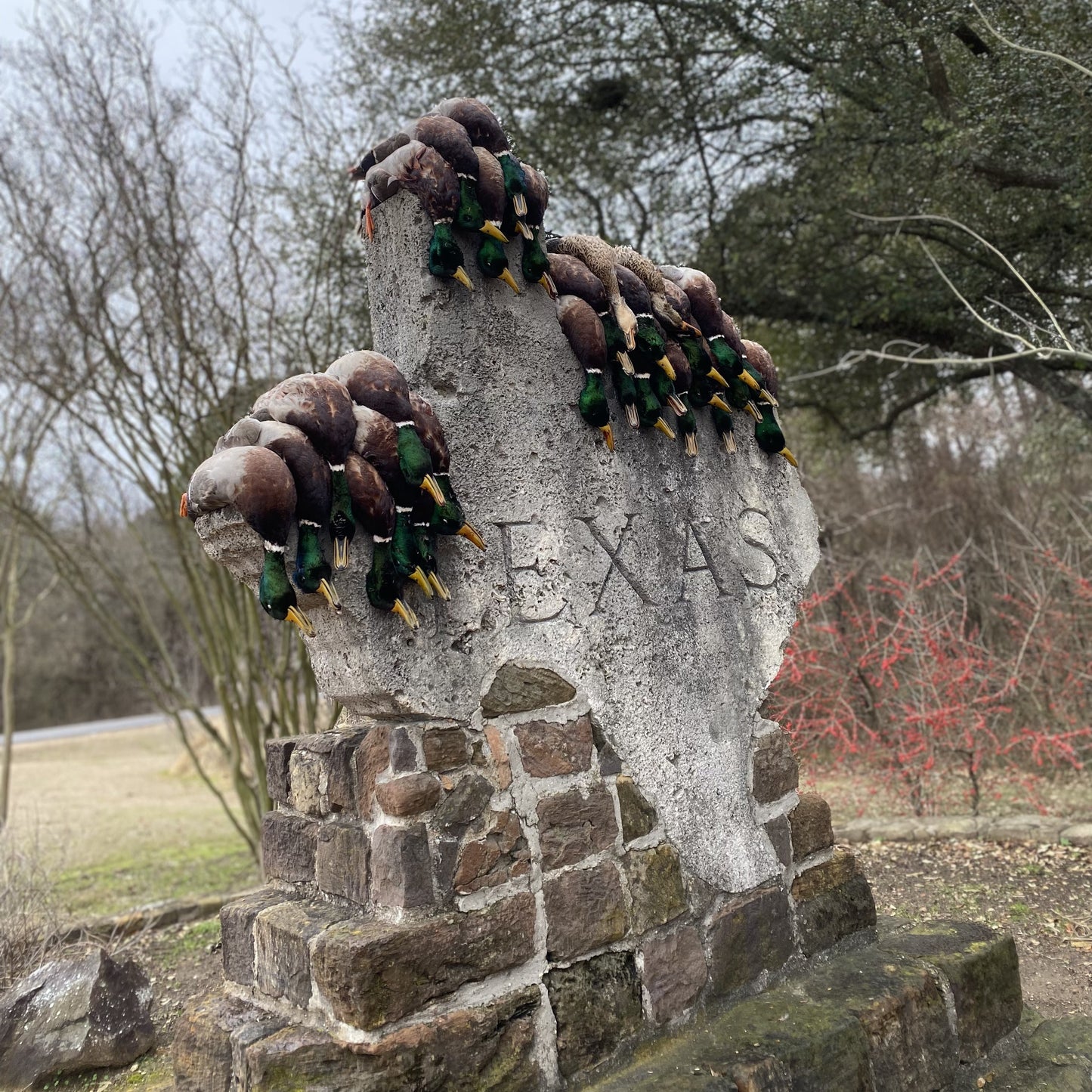 Group of hunted ducks on decorative stone Texas structure, duck hunt guiding, waterfowl guide service